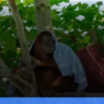 trekking melihat orangutan di Bukit Lawang | Turtlebin