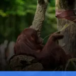 trekking melihat orangutan di Bukit Lawang | Turtlebin