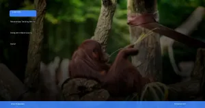 trekking melihat orangutan di Bukit Lawang | Turtlebin