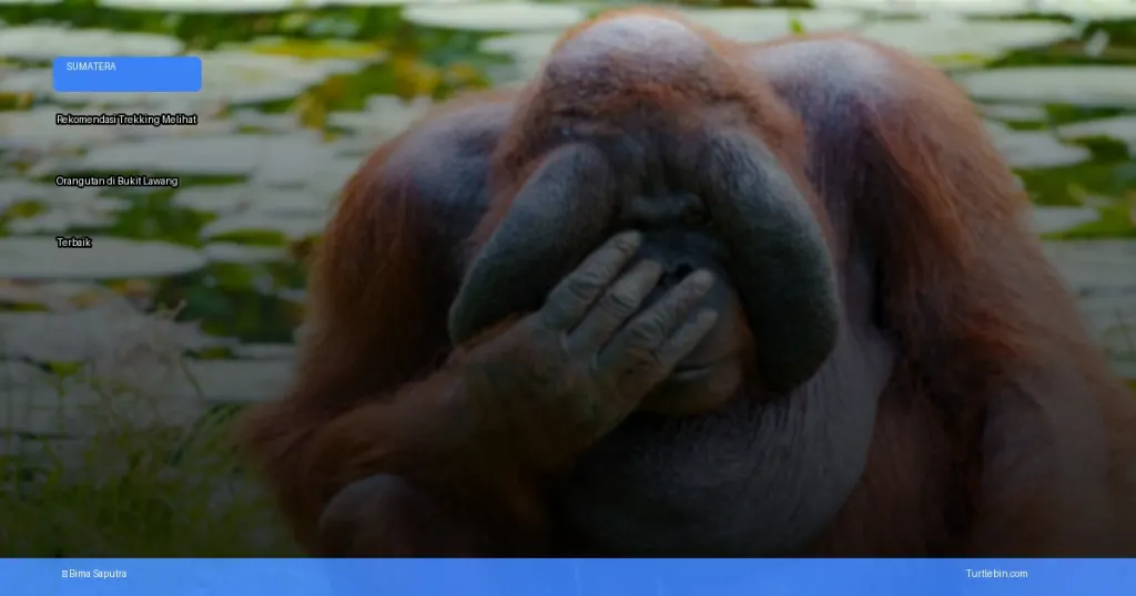 trekking melihat orangutan di Bukit Lawang | Turtlebin