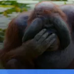 trekking melihat orangutan di Bukit Lawang | Turtlebin