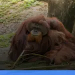 trekking melihat orangutan di Bukit Lawang | Turtlebin