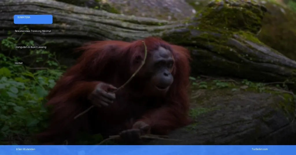 trekking melihat orangutan di Bukit Lawang | Turtlebin