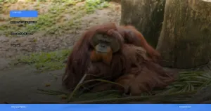 trekking melihat orangutan di Bukit Lawang | Turtlebin