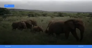 safari terbaik di afrika | Turtlebin