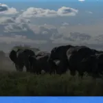 panduan mengunjungi Taman Nasional Serengeti | Turtlebin