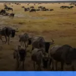 panduan mengunjungi Taman Nasional Serengeti | Turtlebin