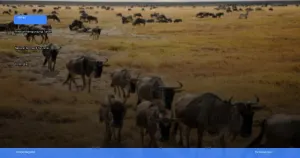 panduan mengunjungi Taman Nasional Serengeti | Turtlebin