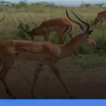 safari terbaik di Afrika untuk wisatawan Indonesia | Turtlebin