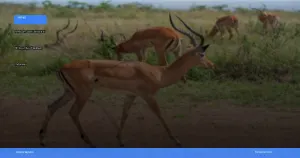 safari terbaik di Afrika untuk wisatawan Indonesia | Turtlebin