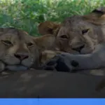 panduan mengunjungi Taman Nasional Serengeti | Turtlebin