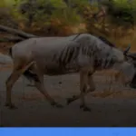 panduan mengunjungi Taman Nasional Serengeti | Turtlebin