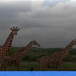 safari terbaik di Afrika untuk wisatawan Indonesia | Turtlebin