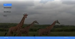 safari terbaik di Afrika untuk wisatawan Indonesia | Turtlebin