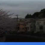 liburan musim semi ke Jepang melihat sakura | Turtlebin