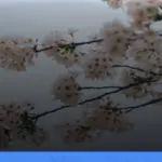 liburan musim semi ke Jepang melihat sakura | Turtlebin