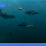 panduan lengkap liburan ke sydney dan great barrier reef | Turtlebin