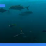 liburan ke Sydney dan Great Barrier Reef | Turtlebin