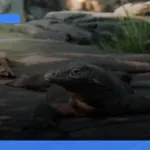 wisata Labuan Bajo | Turtlebin