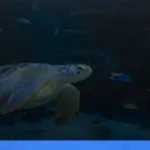 Menjelajahi Derawan: surga snorkeling dan diving di Kalimantan | Turtlebin