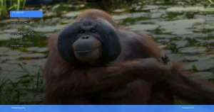 wisata susur sungai di Kalimantan Tengah melihat orangutan liar | Turtlebin