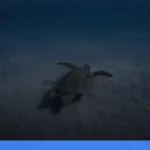 menjelajahi derawan: surga snorkeling dan diving di kalimantan | Turtlebin