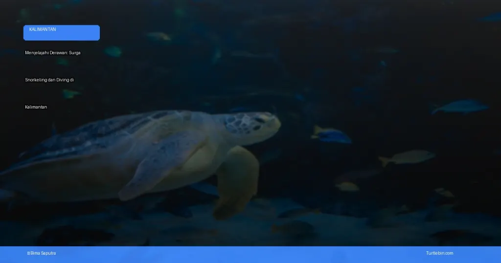 menjelajahi derawan: surga snorkeling dan diving di kalimantan | Turtlebin