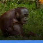 wisata susur sungai di kalimantan tengah melihat orangutan liar | Turtlebin