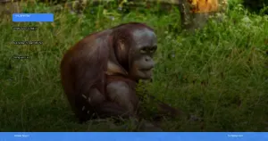 wisata susur sungai di kalimantan tengah melihat orangutan liar | Turtlebin