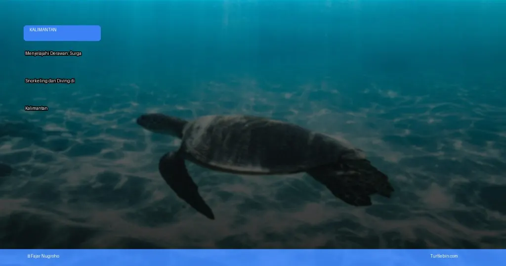 menjelajahi derawan: surga snorkeling dan diving di kalimantan | Turtlebin