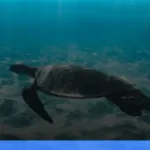 menjelajahi derawan: surga snorkeling dan diving di kalimantan | Turtlebin