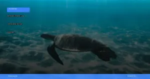 menjelajahi derawan: surga snorkeling dan diving di kalimantan | Turtlebin