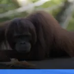 panduan lengkap menjelajahi taman nasional tanjung puting | Turtlebin