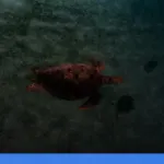 menjelajahi Derawan: surga snorkeling dan diving di Kalimantan | Turtlebin