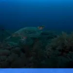 menjelajahi Derawan: surga snorkeling dan diving di Kalimantan | Turtlebin