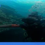 wisata diving dan snorkeling terbaik di Raja Ampat | Turtlebin