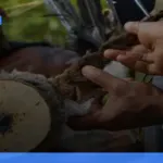 wisata budaya di Papua | Turtlebin