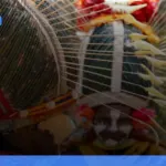 wisata budaya di Papua yang menawarkan pengalaman berbeda | Turtlebin