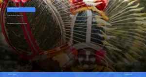 wisata budaya di Papua yang menawarkan pengalaman berbeda | Turtlebin