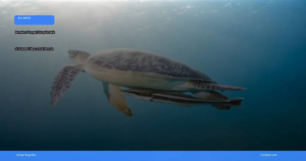 tempat diving terbaik di Sulawesi Utara untuk pemula | Turtlebin