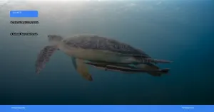 tempat diving terbaik di Sulawesi Utara untuk pemula | Turtlebin