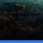 wisata alam Wakatobi | Turtlebin