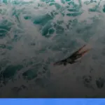 menjelajahi Mentawai untuk pecinta surfing | Turtlebin