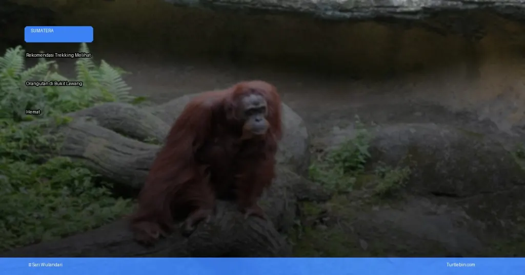 trekking melihat orangutan di Bukit Lawang | Turtlebin