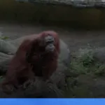 trekking melihat orangutan di Bukit Lawang | Turtlebin