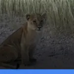 safari terbaik di afrika untuk wisatawan indonesia | Turtlebin