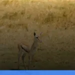 Taman Nasional Serengeti | Turtlebin