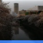 liburan musim semi ke Jepang melihat sakura | Turtlebin
