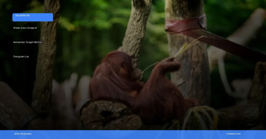 wisata susur sungai di Kalimantan Tengah melihat orangutan liar | Turtlebin