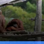 Taman Nasional Tanjung Puting | Turtlebin